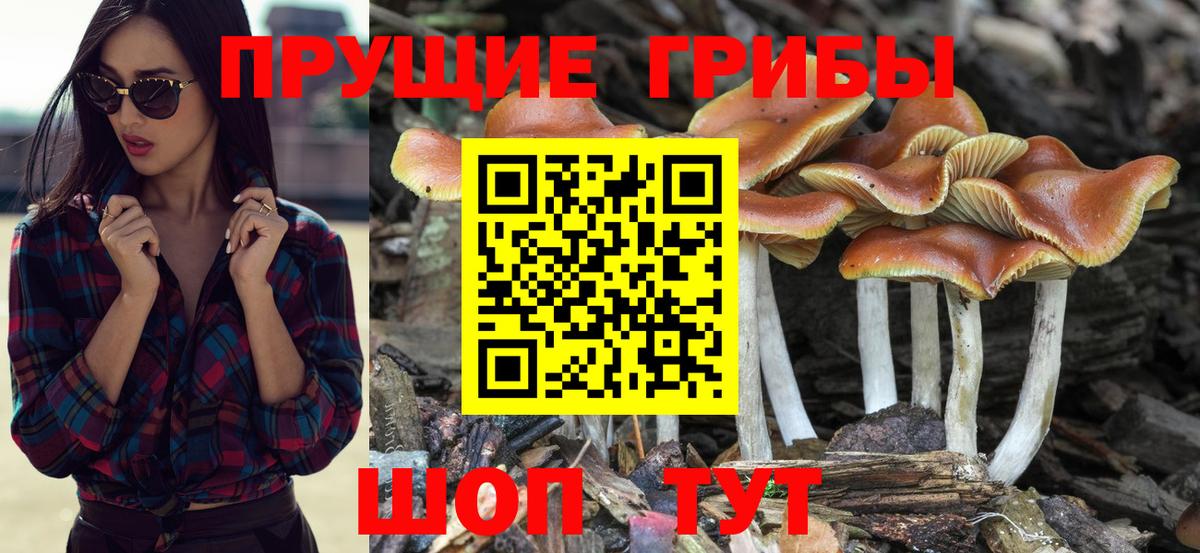 Галлюциногенные грибы прущие грибы Гусев